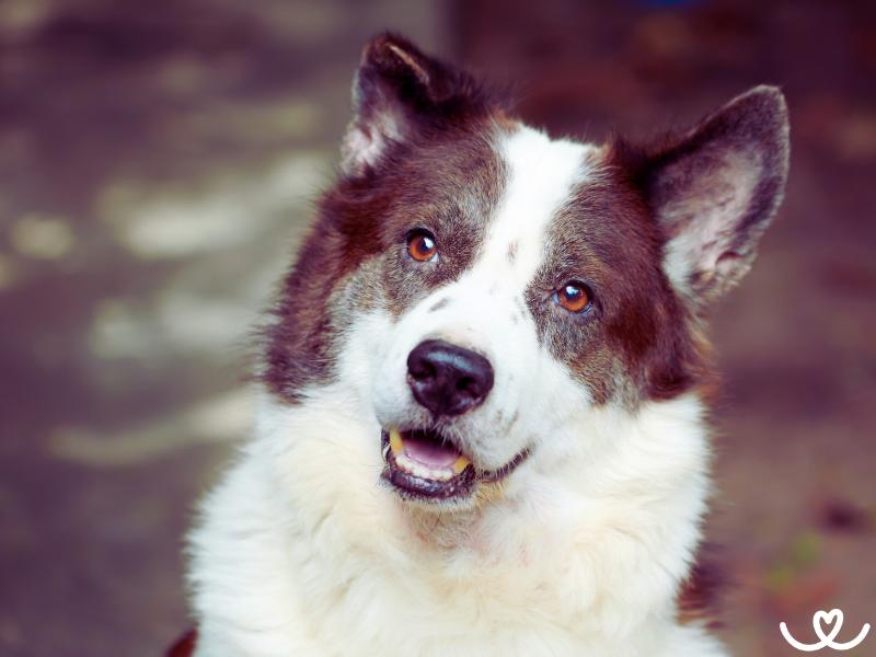 Plemeno-thai-bangkaew-dog (11)